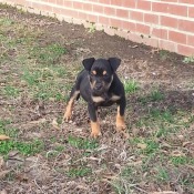 Is My Dog a Full Blooded Pit?