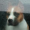 Sad dog looking through rain covered window