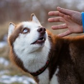 Large red dog cowering and looking at a man's outstretched hand