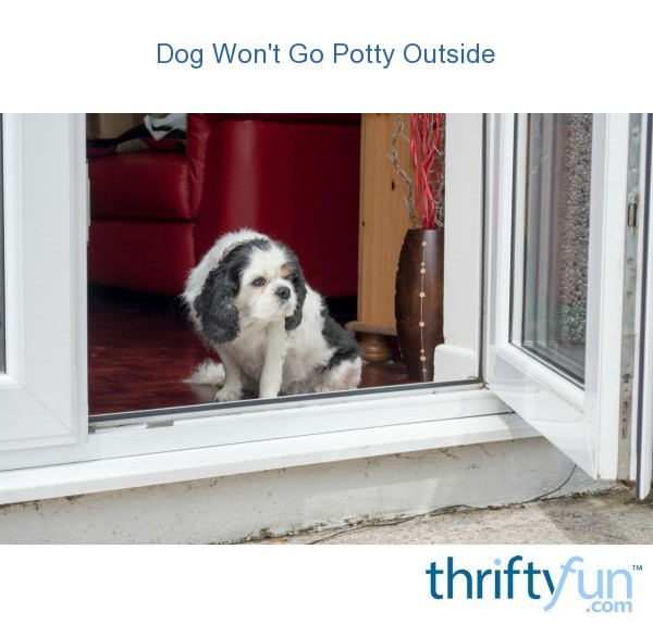 Dog Won't Go Potty Outside | ThriftyFun