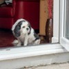 Small dog sitting inside of an open door with head lowered