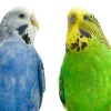 Two budgies (parakeets).  One is blue and white; the other is green and yellow