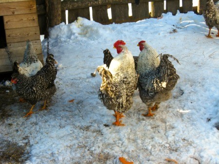 Chickens in the snow.  Two white and grey chickens are centered and two more chickens are in front of a hen house