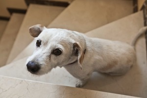 A white dog sitting and looking up at camera on circular beige carpeted steps.