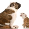 Side view of a puppy facing an adult bull dog (seated) against white background