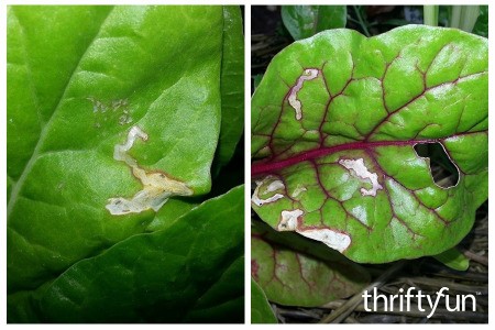 Leaf Miner Beetle Damage to Garden Vegetables