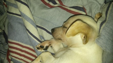 Caring for a Sick Puppy