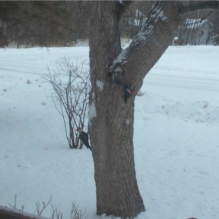 2 pileated woodpeckers on a tree