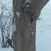 2 pileated woodpeckers on a tree