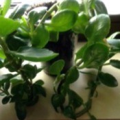 What Is This Houseplant?