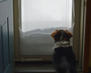 Medium sized dog sitting inside of a glass door staring at the snow piled on the other side