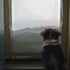 Medium sized dog sitting inside of a glass door staring at the snow piled on the other side