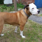 brown and white Bulldog