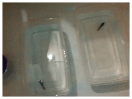 Plastic Shoe Boxes for Beautiful Bettas