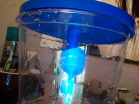 Plastic Shoe Boxes for Beautiful Bettas