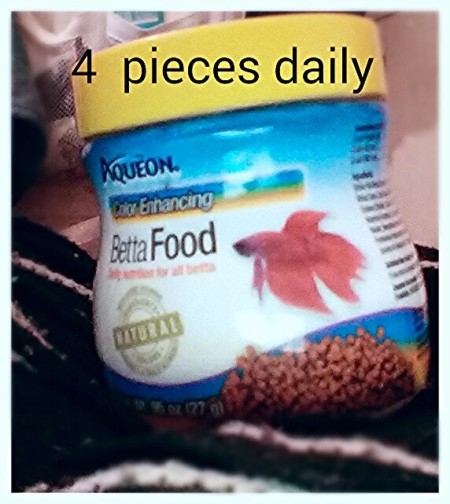 Plastic Shoe Boxes for Beautiful Bettas