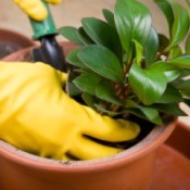 Repotting a houseplant.