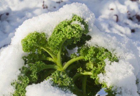 Kale after snow has fallen.
