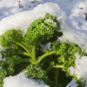 Kale after snow has fallen.