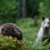 Woods scene with porcupine focused in the foreground and interested white dog out of focus in the back ground.