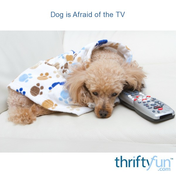 Dog That's Afraid of the TV | ThriftyFun