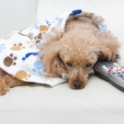 Sad looking dog wearing white, blue, and brown coat curled up on white chair with head down on TV remote.