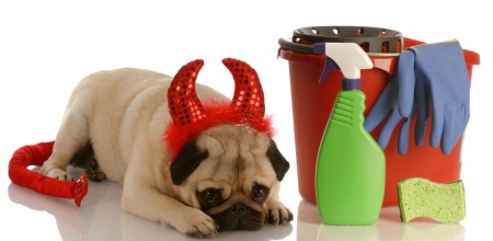 Pug puppy wearing devil horns and tail costume laying with head down next to cleaning bucket with rubber gloves, sponges, and various cleaning supplies