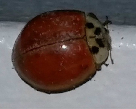 brownish red beetle with spots on head