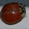 brownish red beetle with spots on head