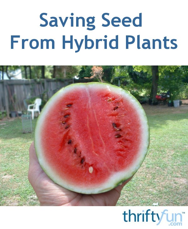 Saving Seed From Hybrid Plants ThriftyFun