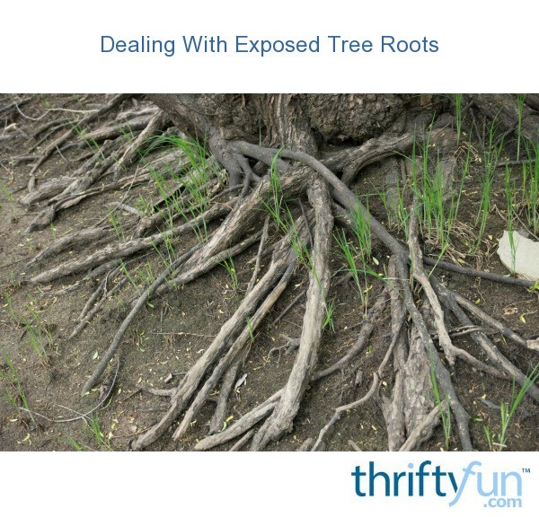 roots exposed tree