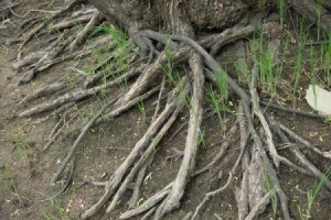 Exposed willow tree roots against dirt with a few green weeds