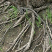 Exposed willow tree roots against dirt with a few green weeds