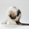 Long haired calico cat seated and grooming it's side against a white background.