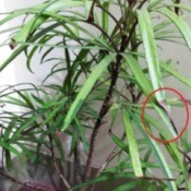 Houseplant Identification