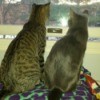 Cats looking out window