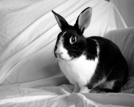 Black and white dutch rabbit against a while sheet background