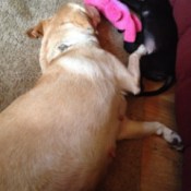 Dog Pooping on Owner's Bed When Left Alone