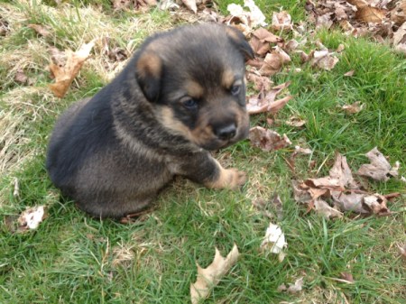 Shepherd mix puppy