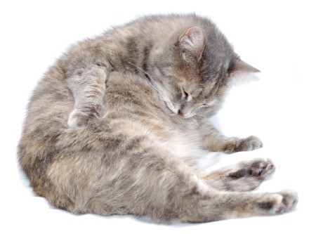 silver gray cat grooming itself