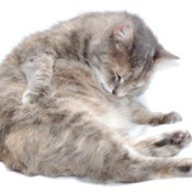 silver gray cat grooming itself