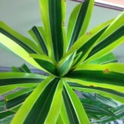 variegated green leaves of plant