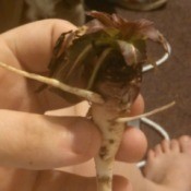 white root with dark leaves