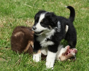 Two border collie type puppies playing in the grass.  One puppies is on it's back while the other stands over it.