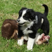 Two border collie type puppies playing in the grass.  One puppies is on it's back while the other stands over it.