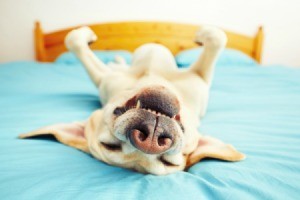 Close up image at face level of a yellow labrador retriever laying on it's back on a bed with blue sheets