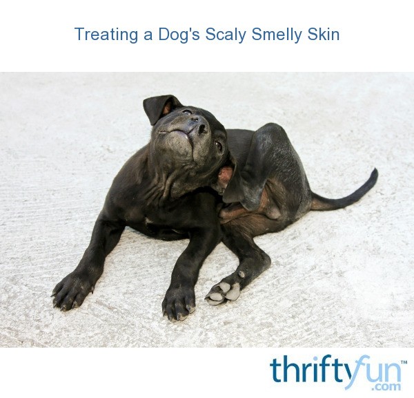 Treating a Dog's Scaly Smelly Skin ThriftyFun