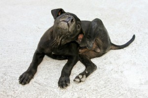 Black lab puppy laying down and scratching ear with back foot