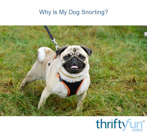 Why Is My Dog Snorting? ThriftyFun