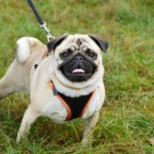 Buff colored pug with a harness leash combo in a field of grass